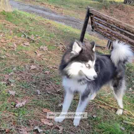 Photo 1/1 Li&eacute;geois Aylo Chien perdu à Union