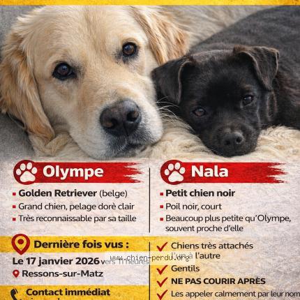 Photo 1/1 Olympe Chien perdu à Ressons sur matz