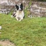 Photo de chien perdu à Plouguenast