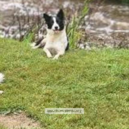 Photo 1/1 Saor Chien perdu à Plouguenast