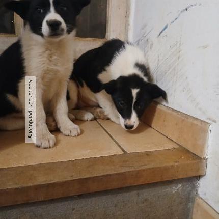 Photo 1/1 La fouine Chien perdu à Alzen