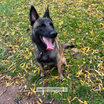 Photo 1/1 Chien retrouvé Perdu à Lomme