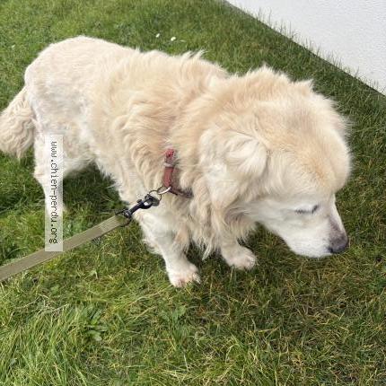 Photo 1/1 Chien trouvé Trouvé à Urville nacqueville