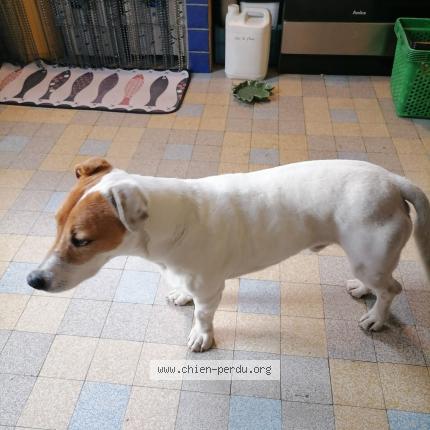 Photo 1/1 Chien retrouvé Trouvé à Fontaine