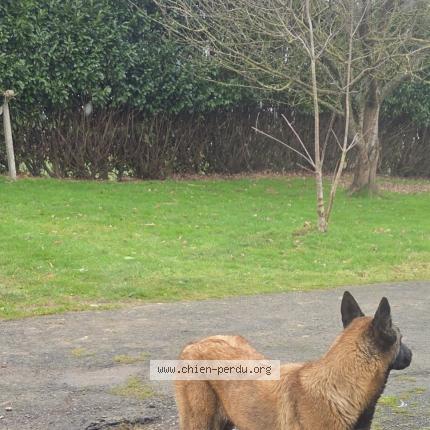 Photo 1/1 Athene Chien perdu à Brecey