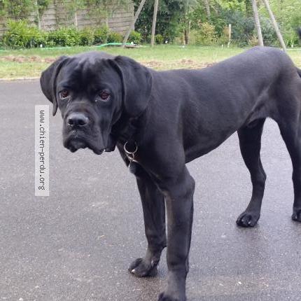 Photo 1/1 Chien retrouvé Perdu à Sautron