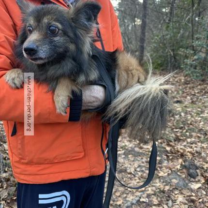 Photo 1/1 Chien retrouvé Trouvé à Fontainebleau