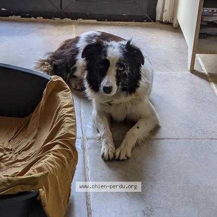 Photo 1/1 Chien retrouvé Trouvé à Bonneuil en valois