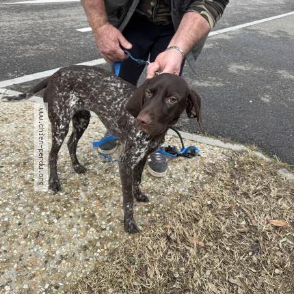 Photo 1/1 Chien trouvé Trouvé à Labenne