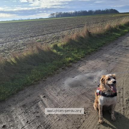 Photo 1/1 Chien retrouvé Perdu à Mathieu