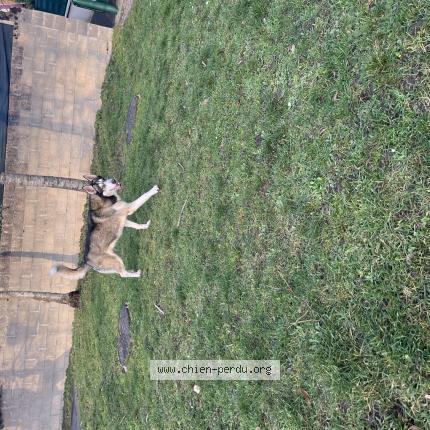 Photo 1/1 Chien retrouvé Trouvé à Leuville sur orge