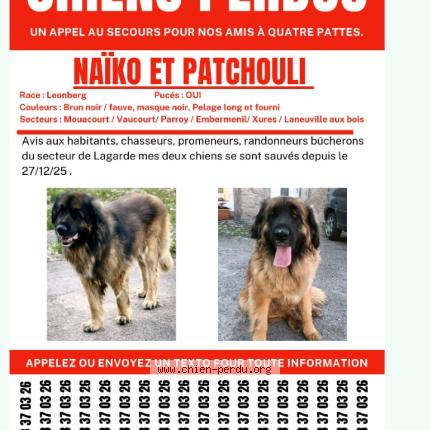 Photo 1/1 Norton dis Naïko Chien perdu à Lagarde