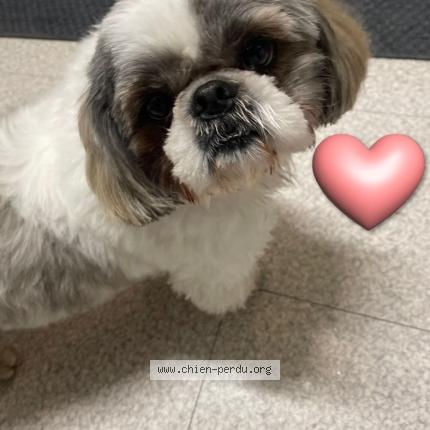 Photo de chien trouvé à Orleans