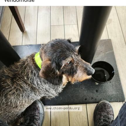 Photo 1/1 Chien retrouvé Perdu à La chapelle vendomoise