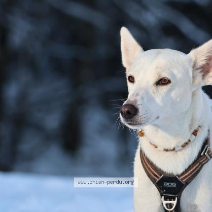 Photo de chien perdu à Loulle