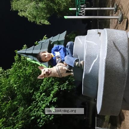 Photo 1/1 Chacho Chien perdu à Fresno