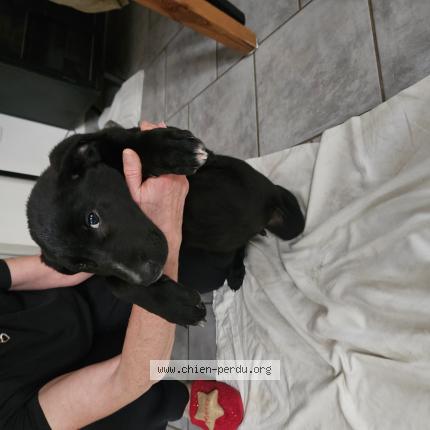 Photo 1/1 Chien trouvé Trouvé à Cuxac d aude