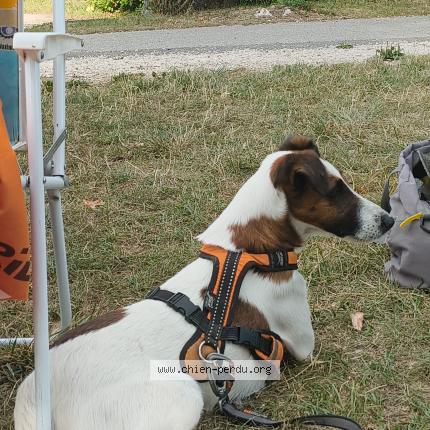 Photo de chien perdu à Collet D Allevard