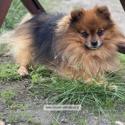 Photo de chien perdu à Mervent