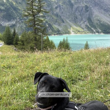 Photo 1/1 Chien retrouvé Perdu à La cluzaz