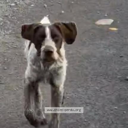 Photo 1/1 Chien retrouvé Perdu à Clermont ferrand