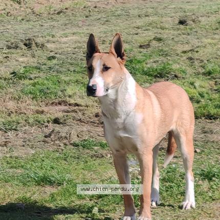 Photo 1/1 Uwan Chien perdu à St martin des champs