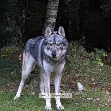 Photo 1/1 Chien retrouvé Perdu à Narbonne