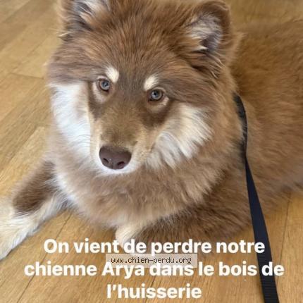 Photo 1/1 Arya Chien perdu à Laval