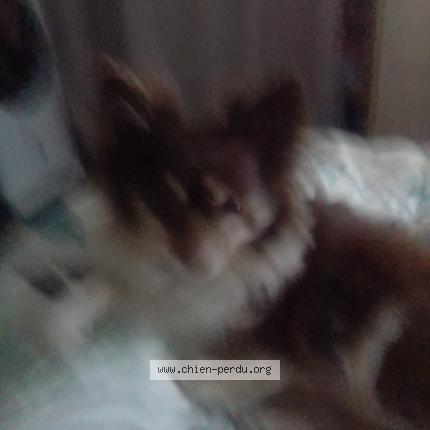 Photo 1/1 TINA Chien perdu à Aulnoye aymeries