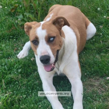 Photo 1/1 Neo Chien perdu à Benesse les dax