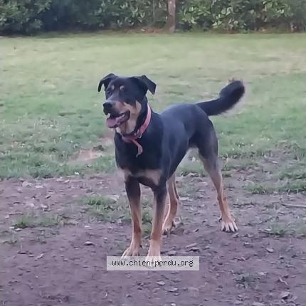 Photo 1/1 Talya Chien perdu à Chateaubriant