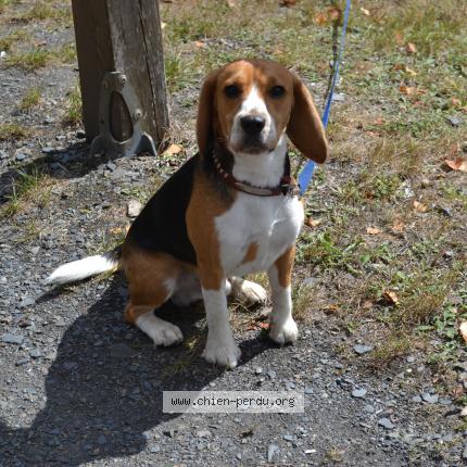 Photo 1/1 Chien retrouvé Perdu à Reims