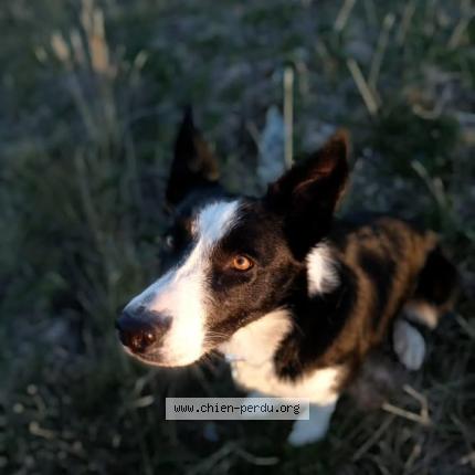 Photo 1/1 Twitt Chien perdu à Mallemort