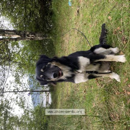 Photo 1/1 Chien retrouvé Perdu à St laurent de carnols