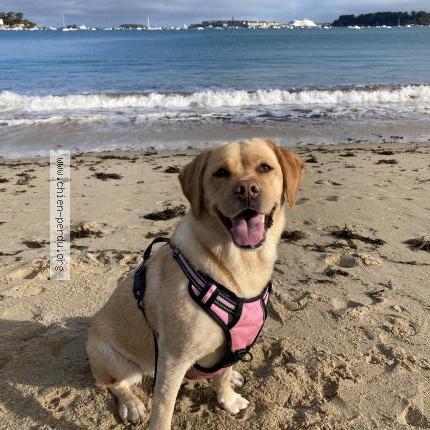 Photo 1/1 Starla Chien perdu à St herblain