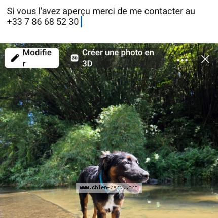 Photo 1/1 Allita Chien perdu à Le Lamentin