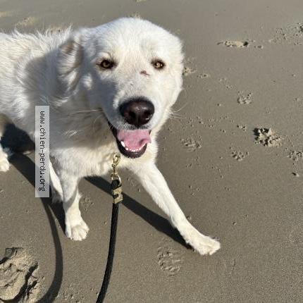 Photo 1/1 Chien retrouvé Perdu à Cosne d allier