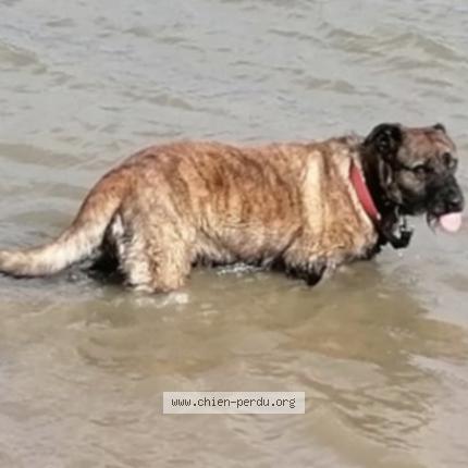 Photo 1/1 La&iuml;ka Chien perdu à Scrignac