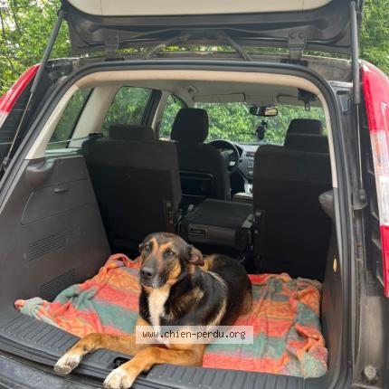 Photo de chien perdu à Saint Nicolas De Redon