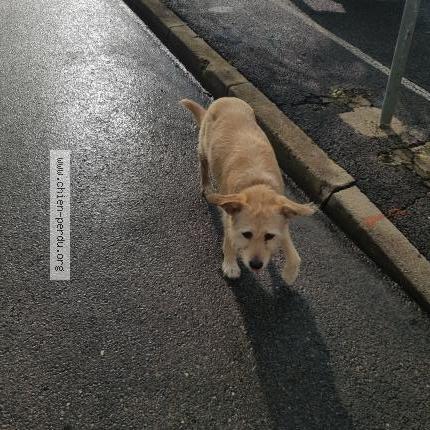 Photo 1/1 Chien trouvé Trouvé à Montpellier