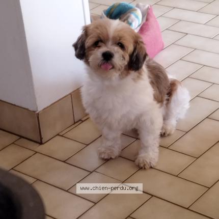 Photo 1/1 Chien retrouvé Perdu à Aron