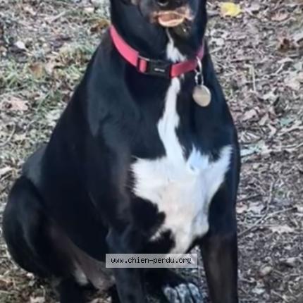 Photo 1/2 Chien retrouvé Perdu à Lorient
