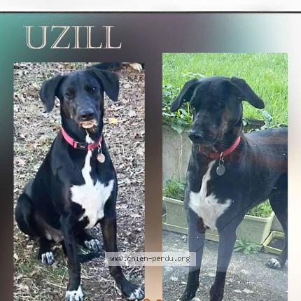 Photo 2/2 Chien retrouvé Perdu à Lorient