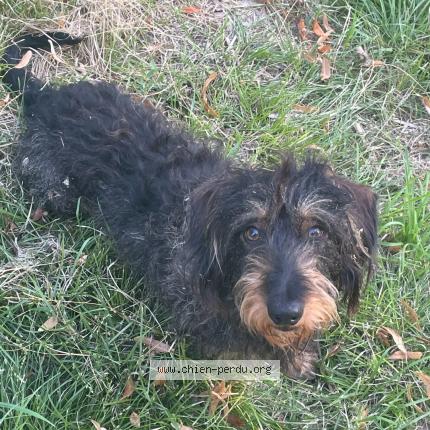 Photo 1/1 Chien retrouvé Perdu à Tonneins