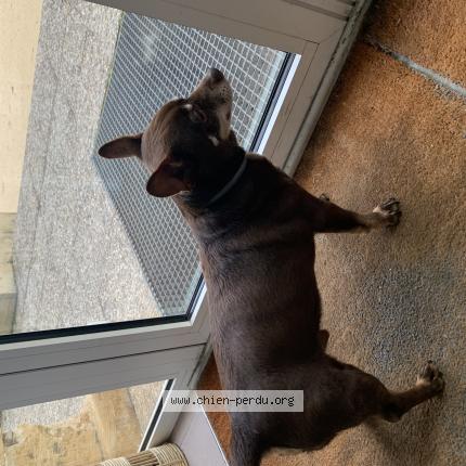 Photo de chien trouvé à Onesse Laharie