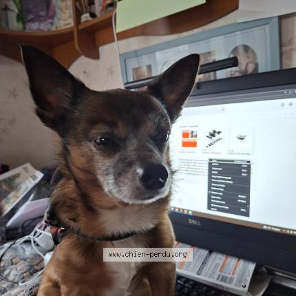 Photo 1/1 Chien retrouvé Perdu à Schmiede