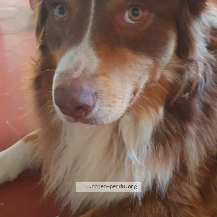Photo 1/1 Eliot Chien perdu à Allauch
