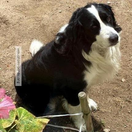 Photo 1/1 Chien retrouvé Perdu à Saint victor