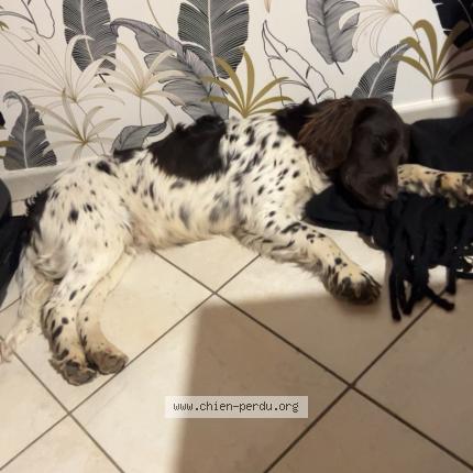 Photo 1/1 Chien retrouvé Perdu à Quercamps