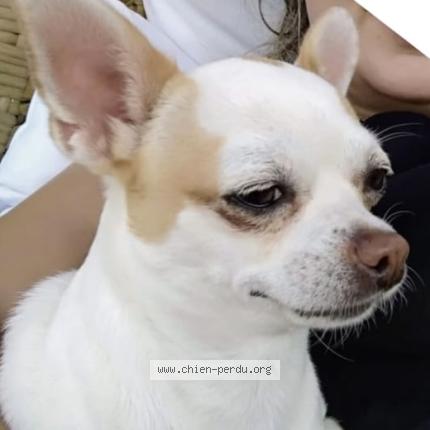 Photo 1/1 Chien retrouvé Perdu à Villejuif